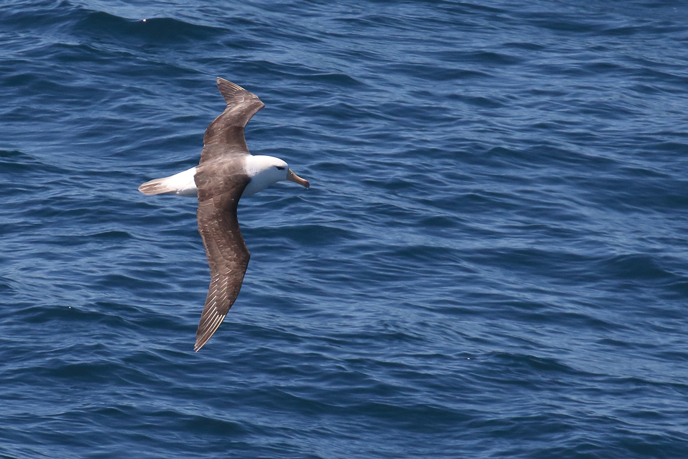 Black-browed Albatross, At sea, c. 600km east of Argentina, north of The Falklands, South Atlantic Ocean.