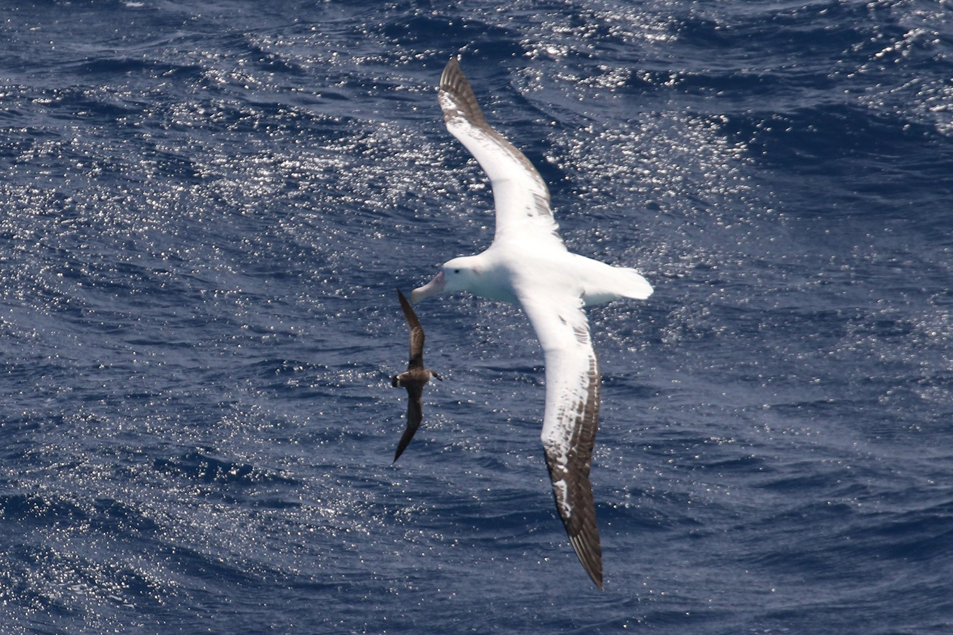  Great Shearwater and Wandering Albatross, At sea, c. 600km east of Argentina, north of The Falklands, South Atlantic Ocean.