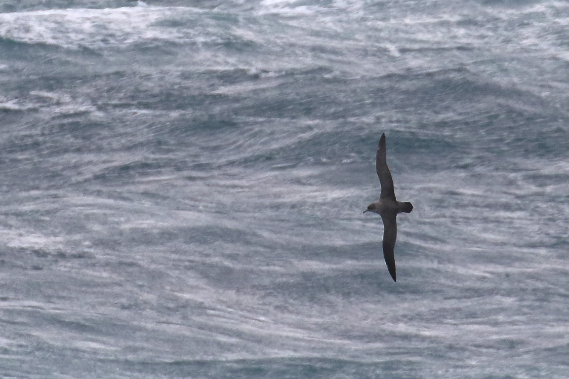Grey Petrel, At sea, c. 600km east of Argentina, north of The Falklands, South Atlantic Ocean.
