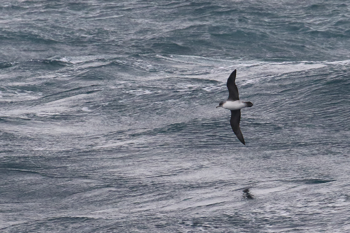Grey Petrel, At sea, c. 600km east of Argentina, north of The Falklands, South Atlantic Ocean.