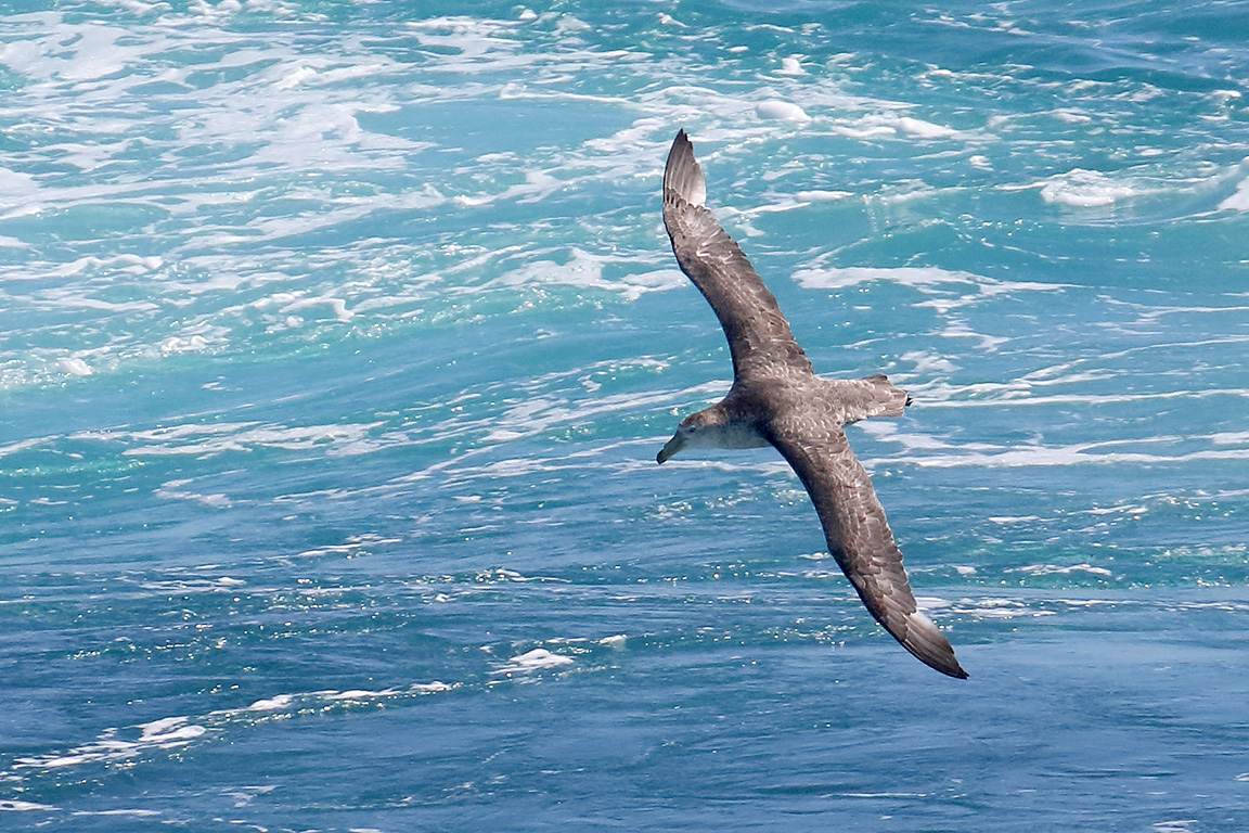 Northern Giant Petrel, At sea, c. 600km east of Argentina, north of The Falklands, South Atlantic Ocean.