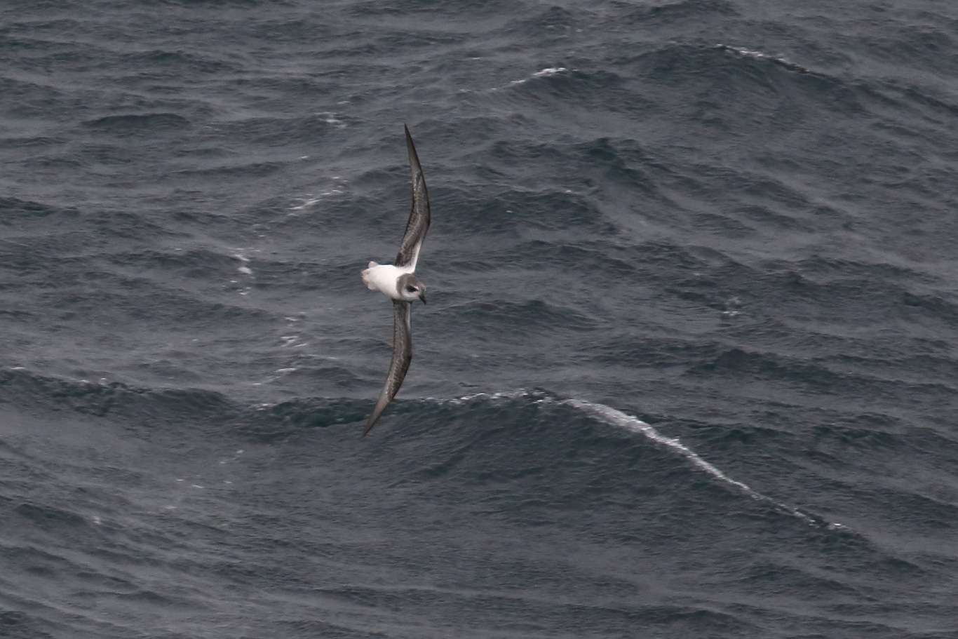 Soft-plumaged Petrel, At sea, c. 600km east of Argentina, north of The Falklands, South Atlantic Ocean.