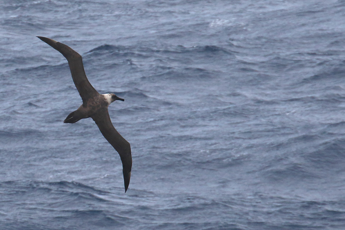 Sooty Albatross, At sea, c. 600km east of Argentina, north of The Falklands, South Atlantic Ocean.
