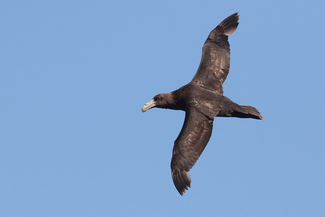 Southern Giant Petrel, At sea, c. 600km east of Argentina, north of The Falklands, South Atlantic Ocean.