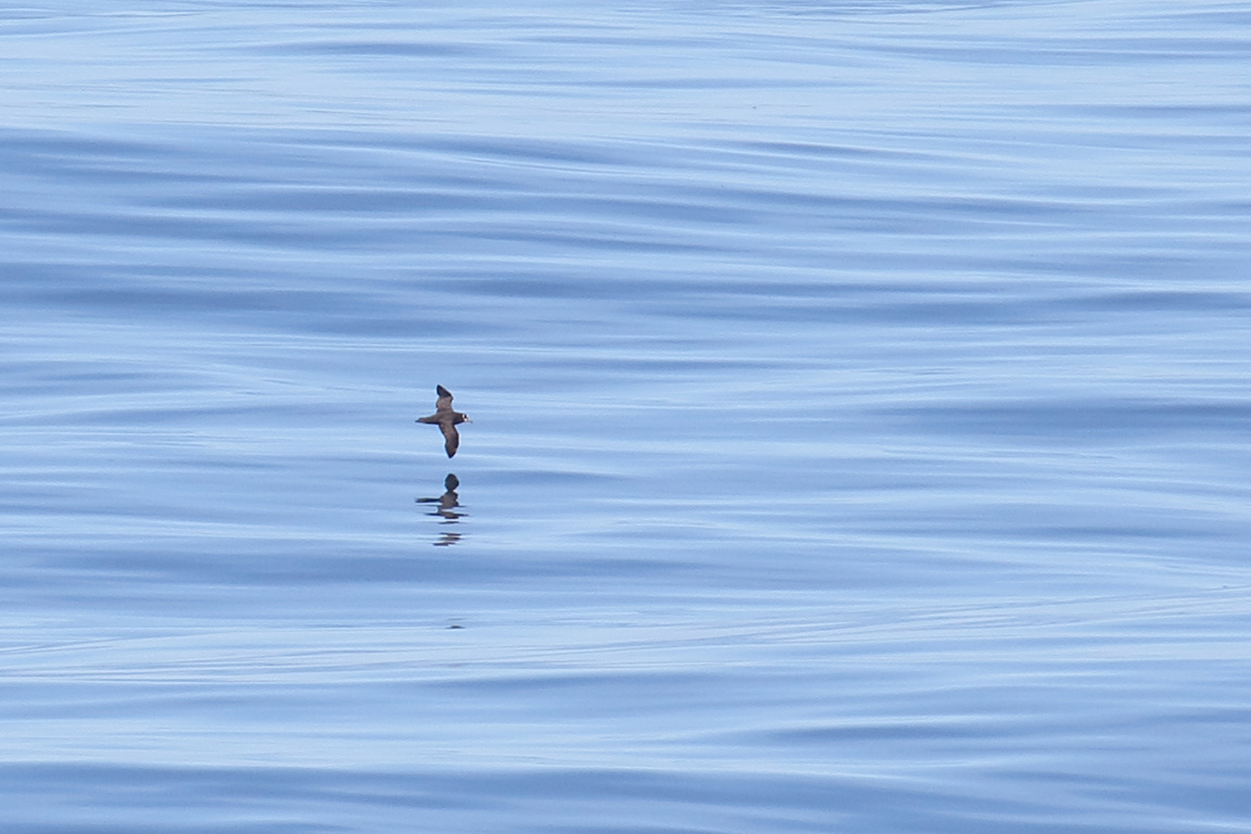 Spectacled Petrel, At sea, c. 600km east of Argentina, north of The Falklands, South Atlantic Ocean.