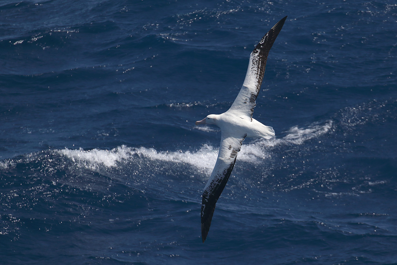 Wandering Albatross, At sea, c. 600km east of Argentina, north of The Falklands, South Atlantic Ocean.