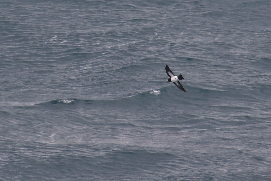White-bellied Storm-Petrel, At sea, c. 600km east of Argentina, north of The Falklands, South Atlantic Ocean.