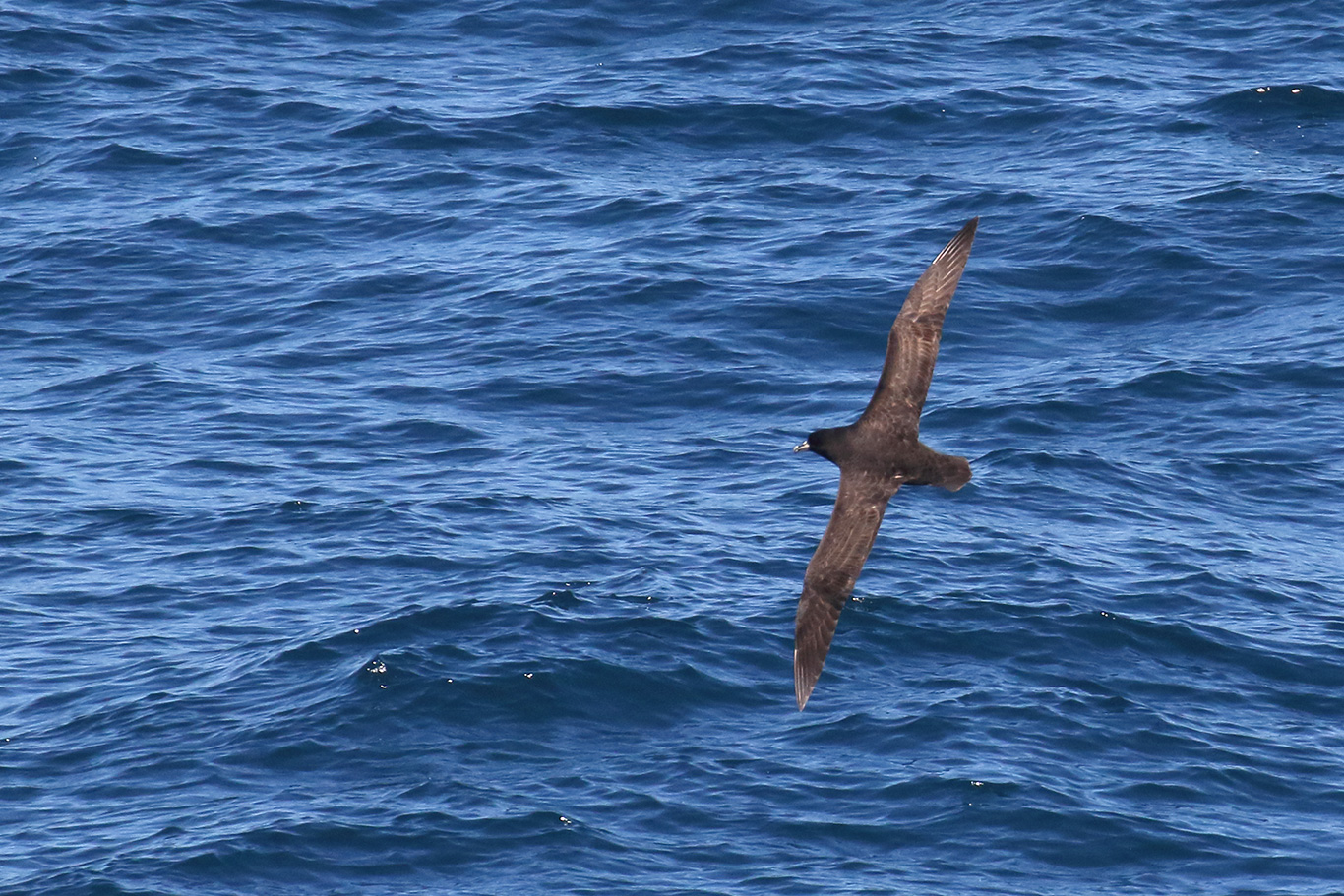 White-chinned Petrel, At sea, c. 600km east of Argentina, north of The Falklands, South Atlantic Ocean.