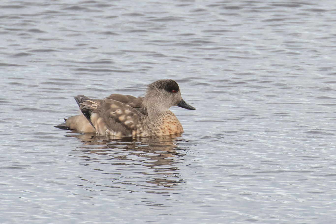 Crested Duck, Phillips Point, Falkland Islands.