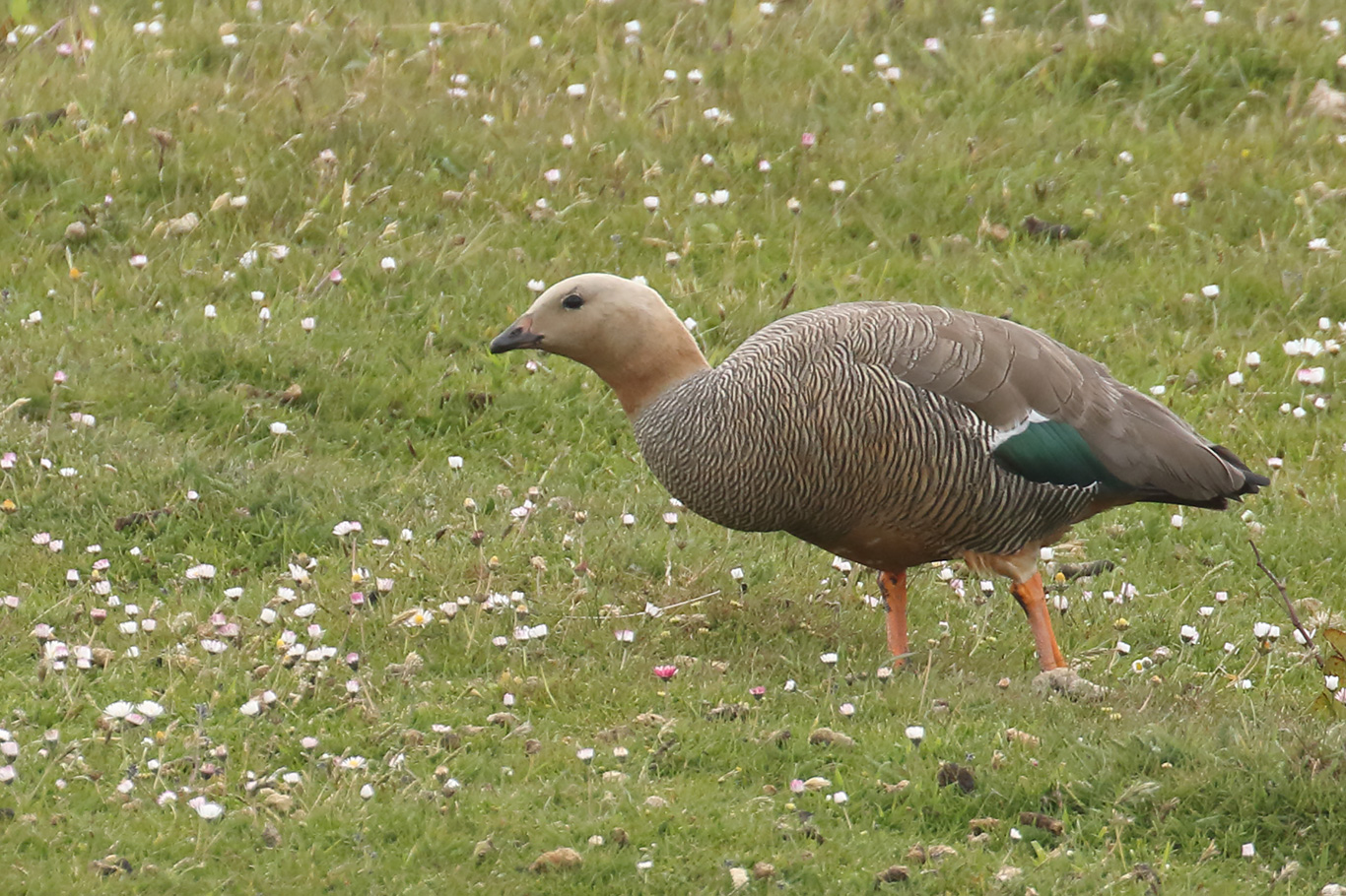 Ruddy-headed Goose, Yorke Bay Pond, Falkland Islands.