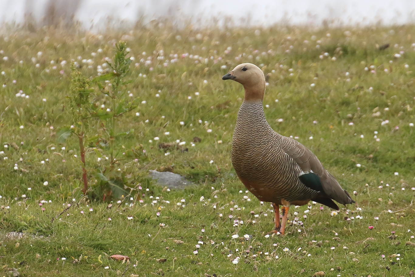 Ruddy-headed Goose, Moody Brook Road, Falkland Islands.