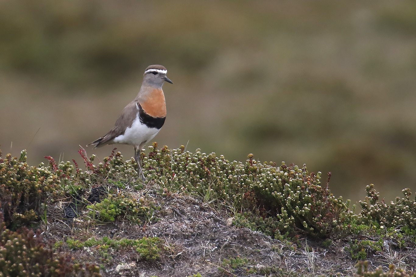 Rufous-chested Dotterel, Stanley Airport, Falkland Islands.