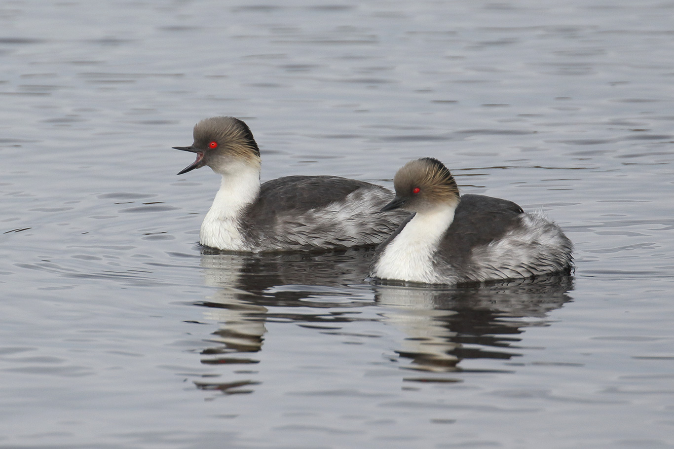 Silvery Grebe, Phillips Point, Falkland Islands.