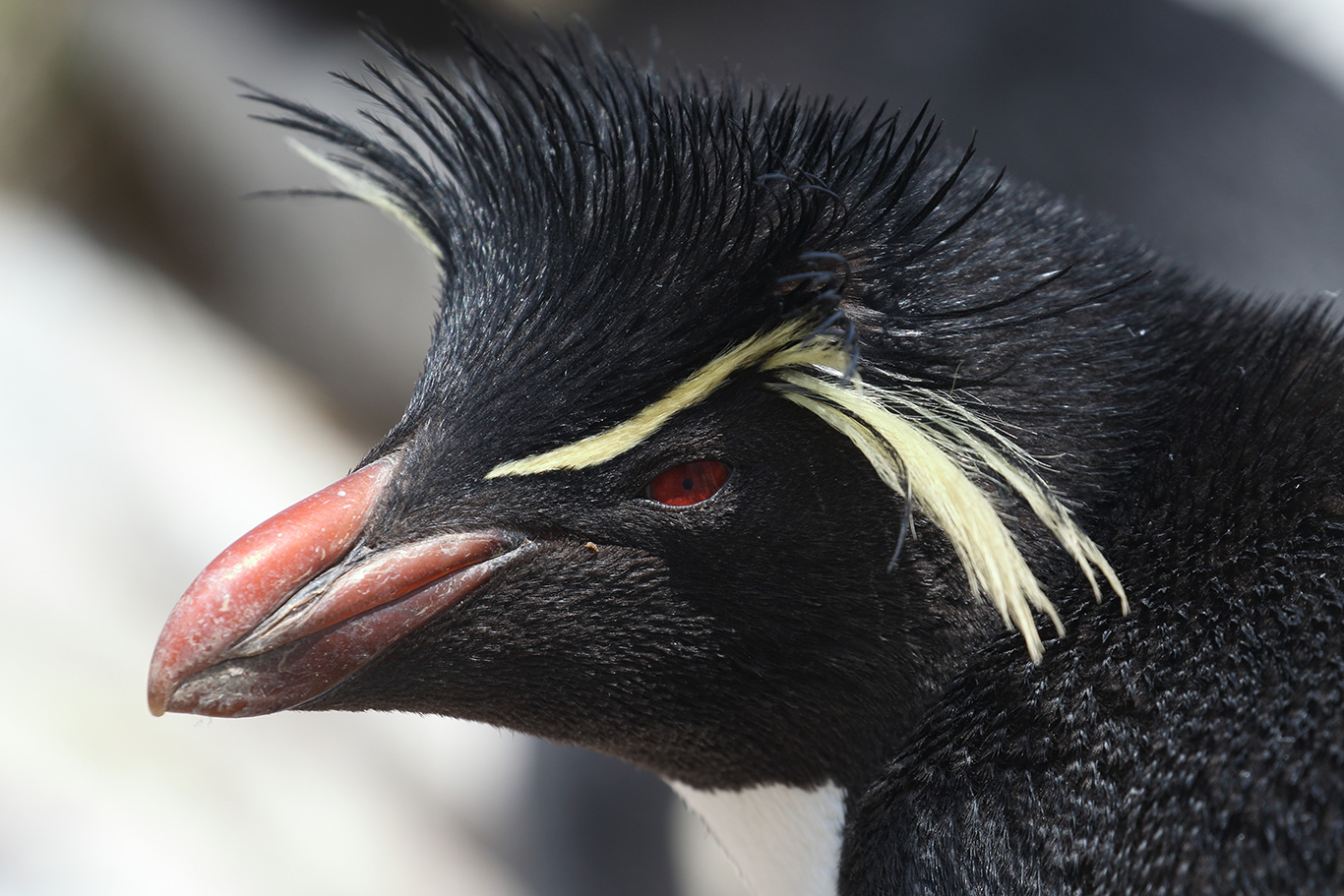 Southern Rockhopper Penguin, Kidney Island, Falkland Islands.