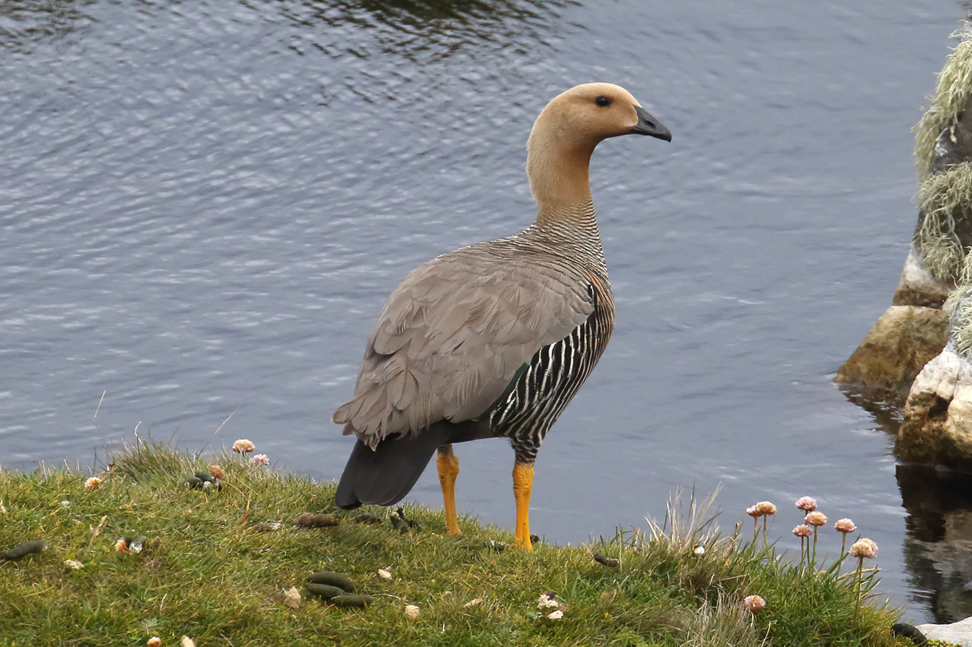 Upland Goose, Cape Pembroke, Falkland Islands.