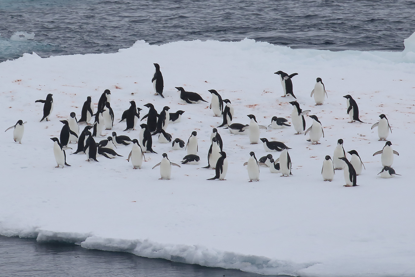 Adelie Penguin, Bransfield Strait, Antarctica.
