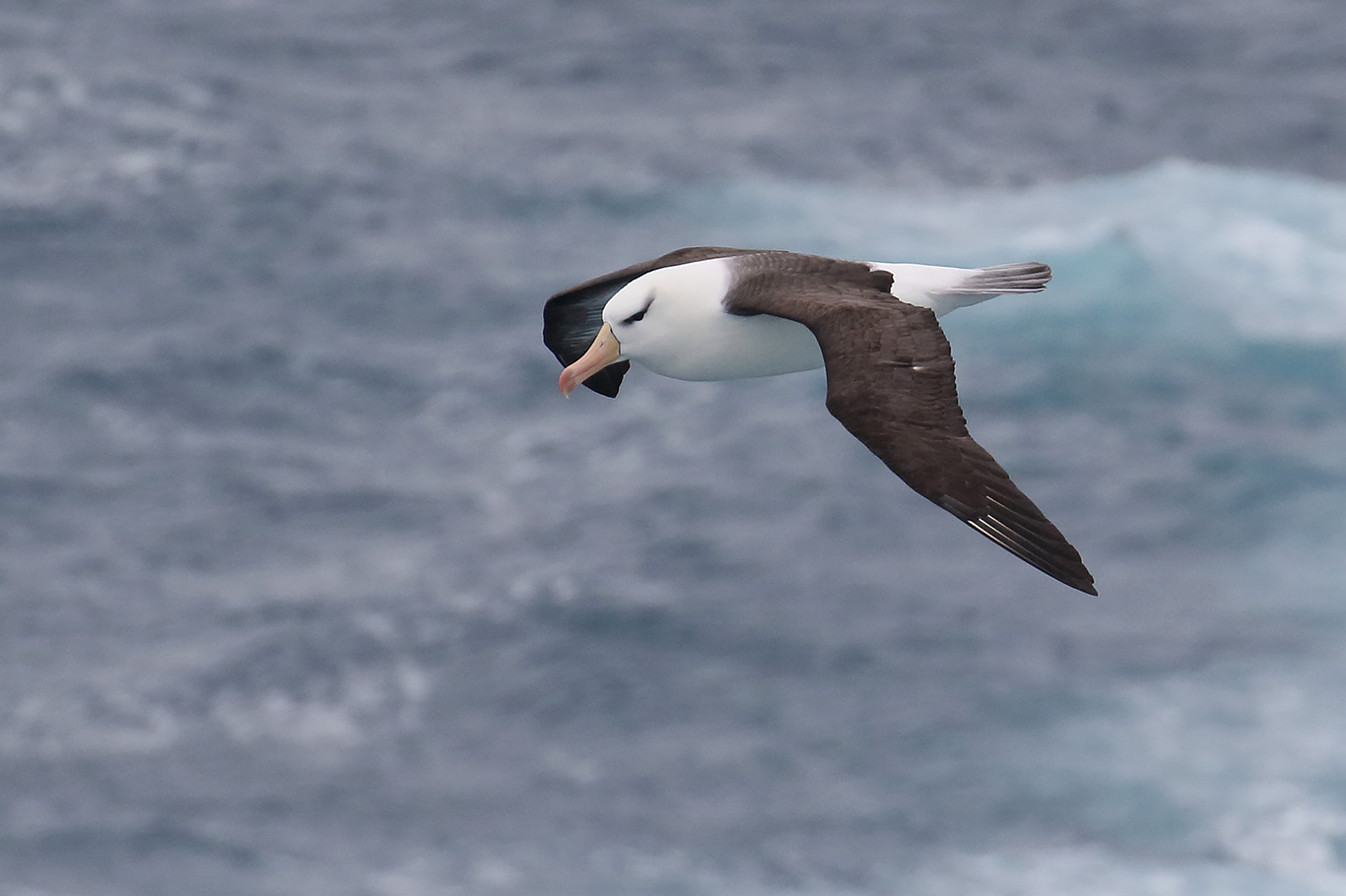 Black-browed Albatross, At sea, south of Falkland Islands and north of Antarctica, South Atlantic Ocean.