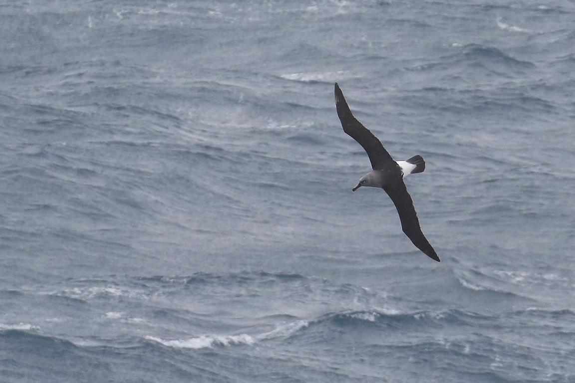 Grey-headed Albatross, At sea, south of Falkland Islands and north of Antarctica, South Atlantic Ocean.