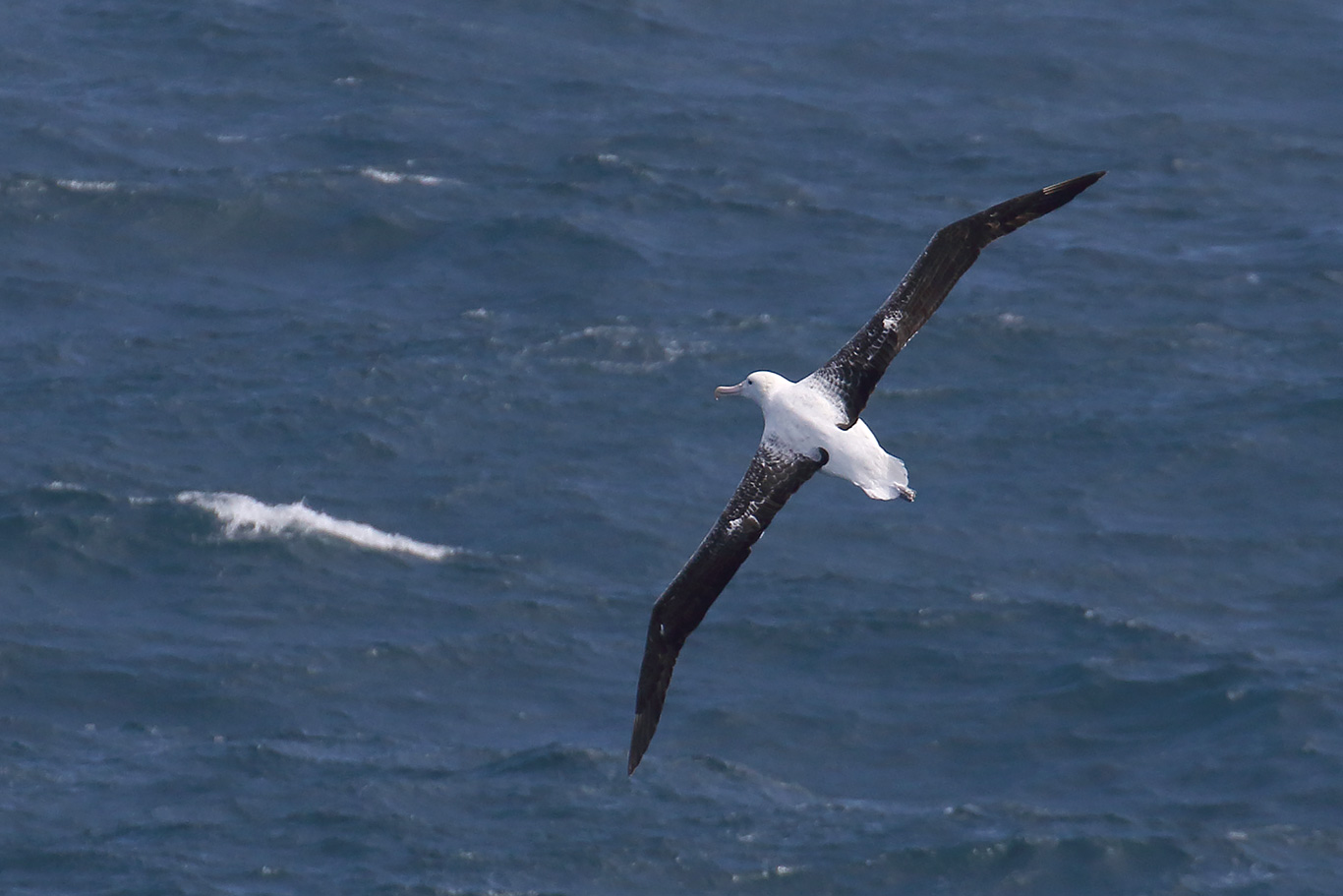 Royal Albatross, At sea, south of Falkland Islands and north of Antarctica, South Atlantic Ocean.