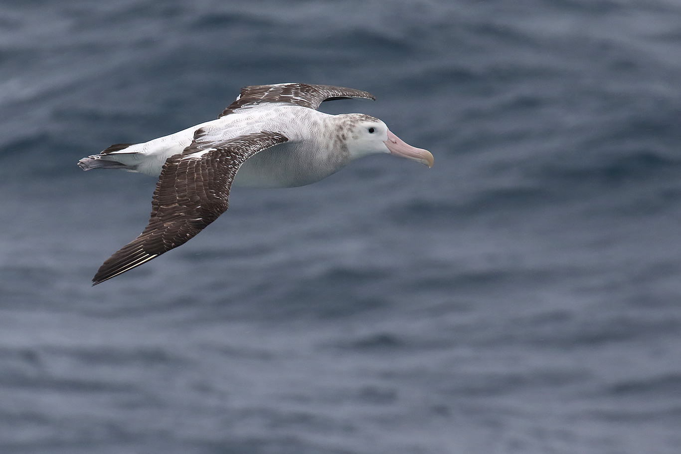 Wandering Albatross, North of Brabant Island, Antarctica.