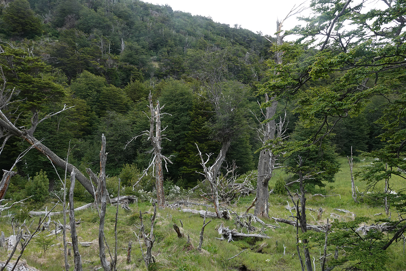  Habitat of the Magellanic Woodpecker, Tierra Del Fuego, Argentina.