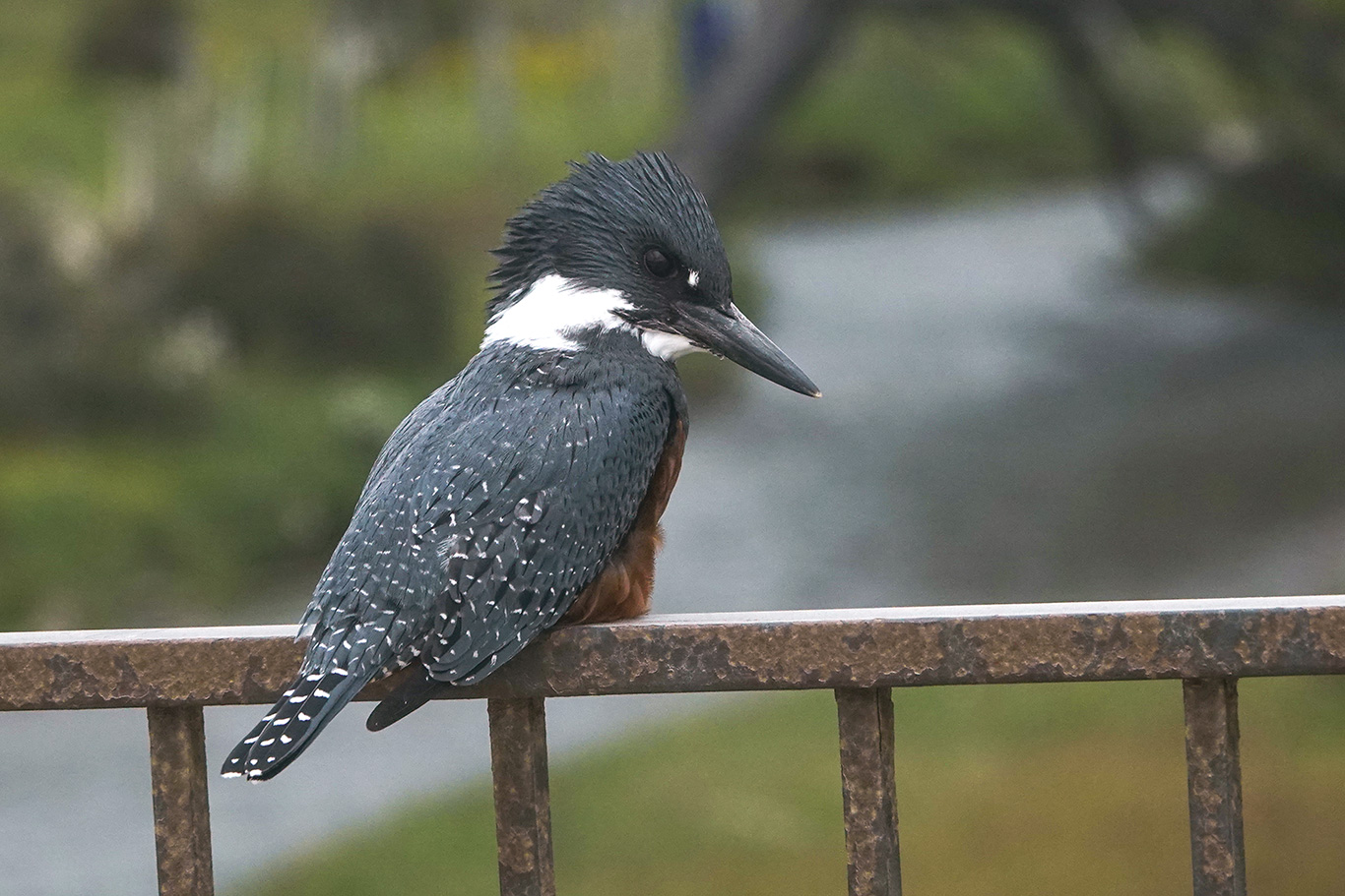 Ringed Kingfisher, Ushuaia, Argentina.
