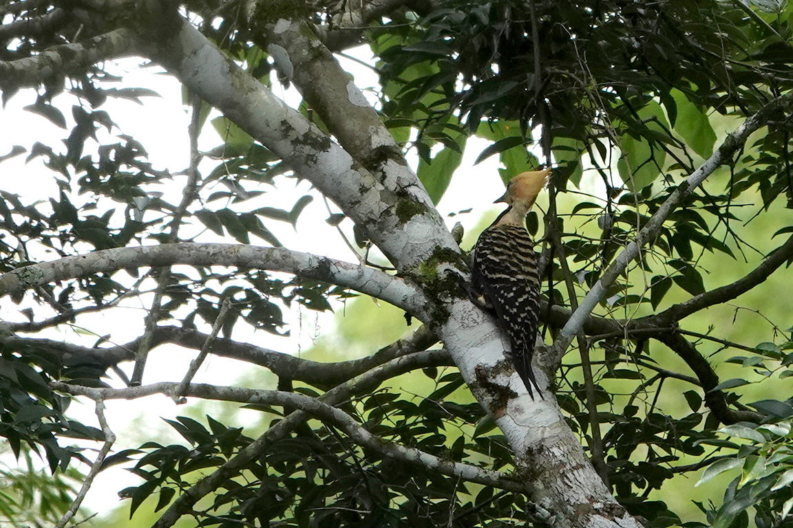 Blonde-crested Woodpecker, Parque Ecologico Urugua-í, Argentina.