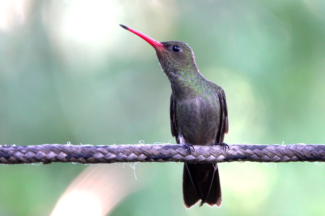 Gilded Hummingbird, Jardin de Picaflores, Puerto Iguazú, Argentina.