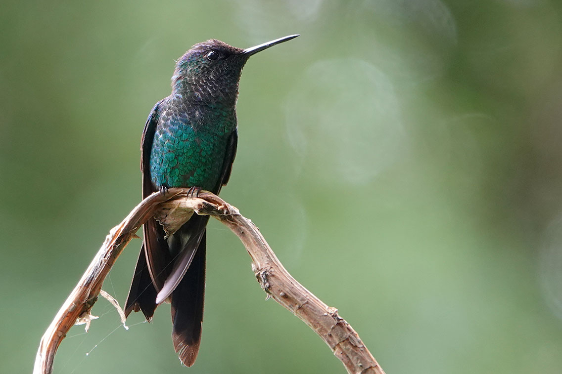 Swallow-tailed Hummingbird, Jardin de Picaflores, Puerto Iguazú, Argentina.